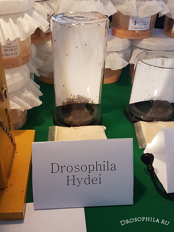 Drosophila Hydei Reptilium 2017 октябрь